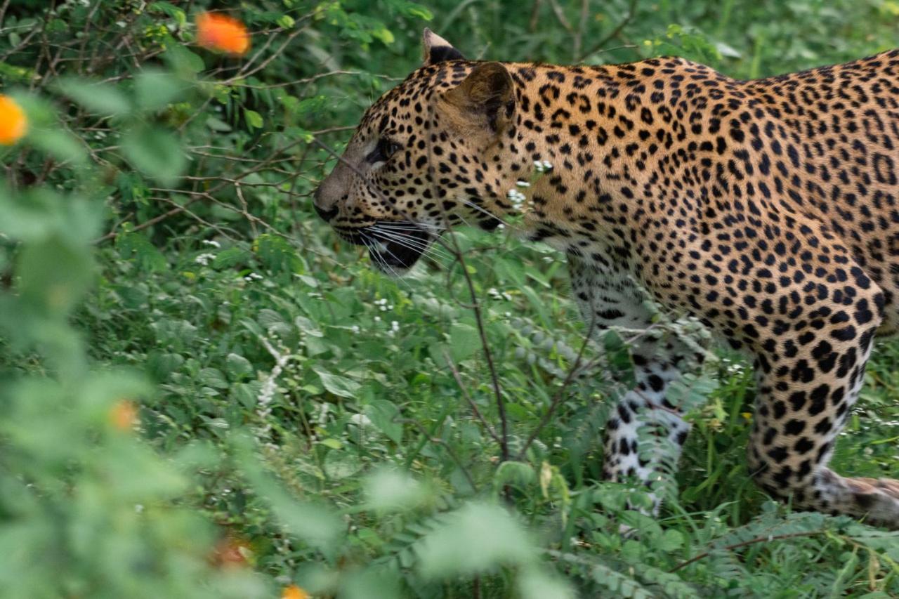 Funky Leopard Safari Lodge Bordering Yala National Park كاتاراغاما المظهر الخارجي الصورة