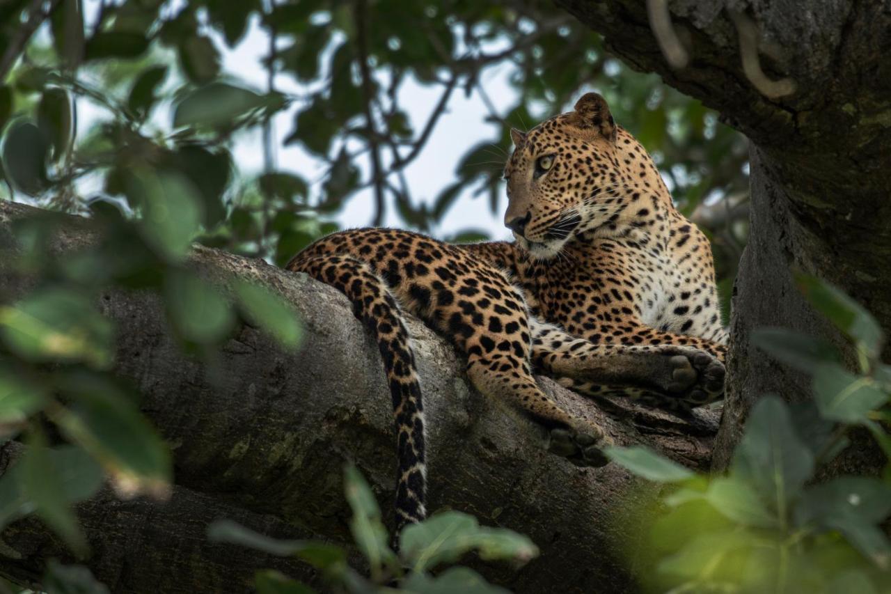 Funky Leopard Safari Lodge Bordering Yala National Park كاتاراغاما المظهر الخارجي الصورة