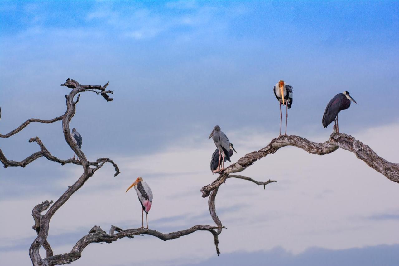 Funky Leopard Safari Lodge Bordering Yala National Park كاتاراغاما المظهر الخارجي الصورة