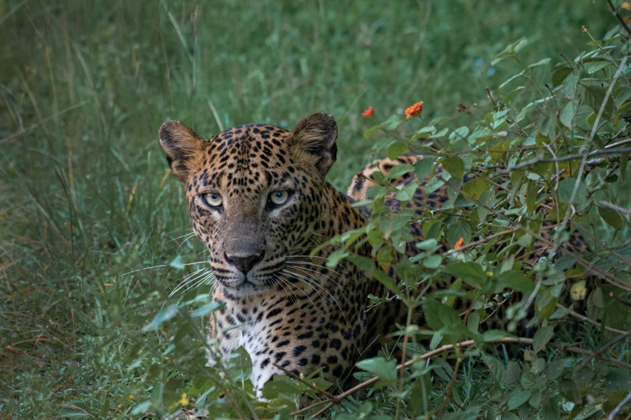 Funky Leopard Safari Lodge Bordering Yala National Park كاتاراغاما المظهر الخارجي الصورة