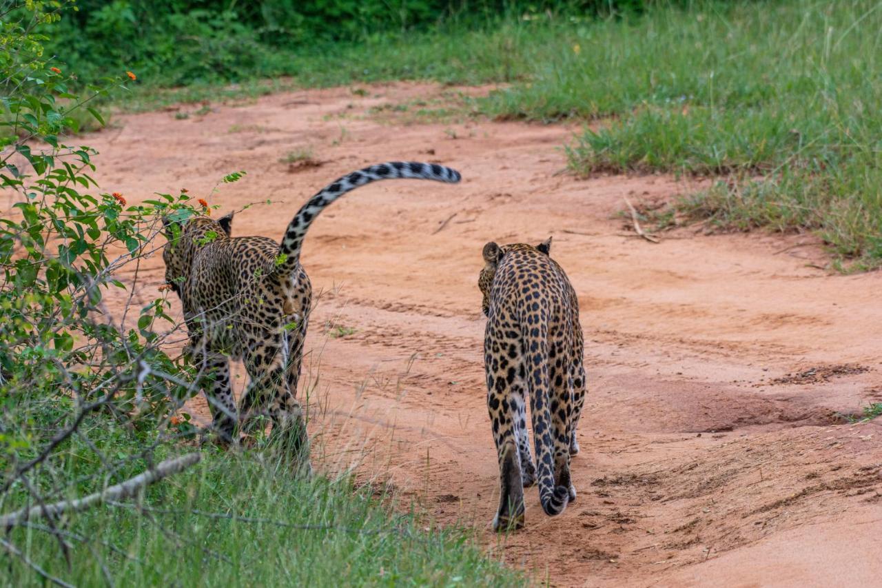 Funky Leopard Safari Lodge Bordering Yala National Park كاتاراغاما المظهر الخارجي الصورة